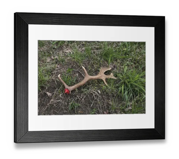 Framed Print : Fallow deer (Dama dama) freshly shed antlers Framed Print : Fallow deer (Dama dama) freshly shed antlers
