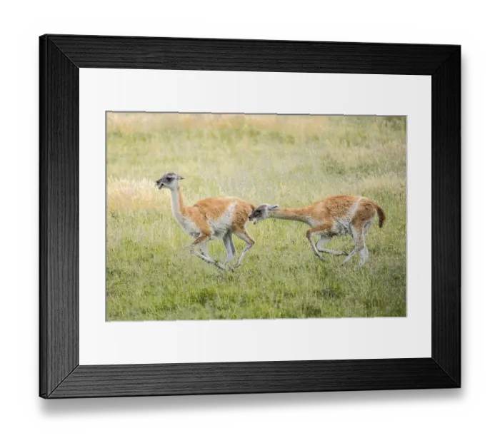 Framed Print : Guanacos (Llama guanicoe), two animals hunting each other Framed Print : Guanacos (Llama guanicoe), two animals hunting each other
