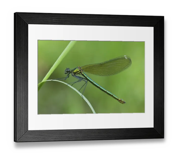 Framed Print : Female Banded Demoiselle (Calopteryx splendens) Framed Print : Female Banded Demoiselle (Calopteryx splendens)
