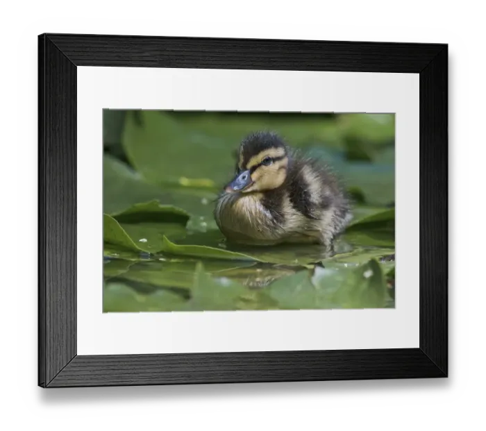 Framed Print : Mallard (Anas platyrhynchos), chick on water lily pad in water