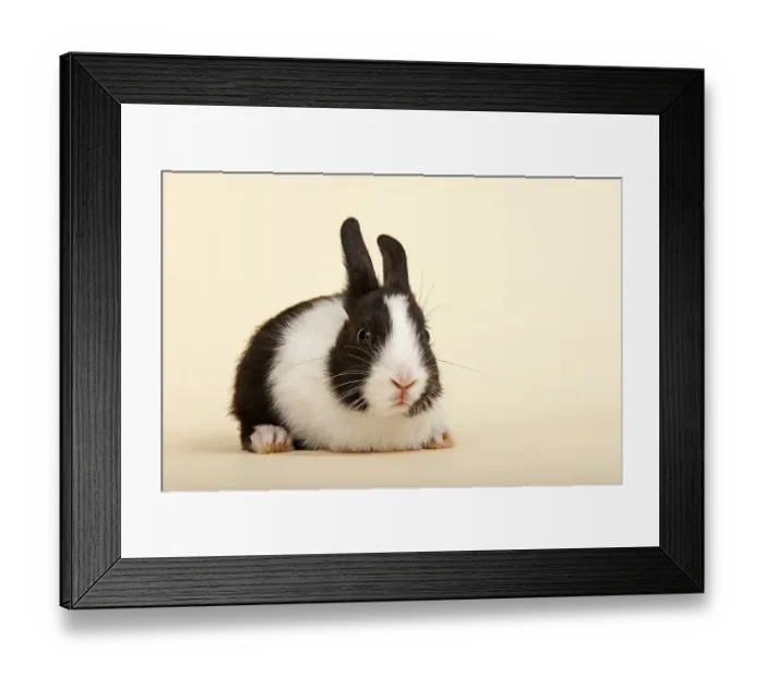 Framed Print : Dutch rabbit, black and white Framed Print : Dutch rabbit, black and white