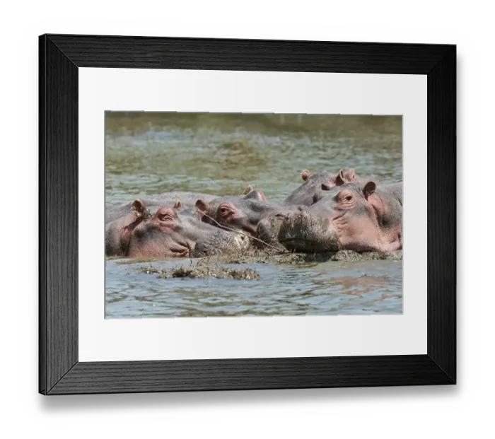 Framed Print : Hippos (Hippopotamus amphibius)