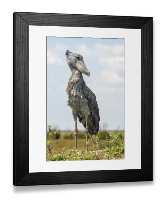 Framed Print : Shoebill (Balaeniceps rex), also Abu Markub