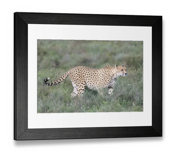 Framed Print : Cheetah (Acinonyx jubatus), adult female Framed Print : Cheetah (Acinonyx jubatus), adult female