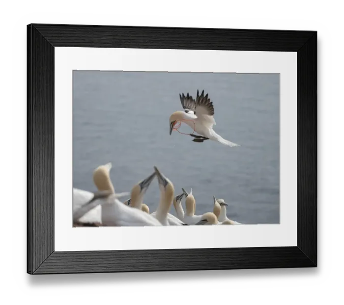 Framed Print : Northern gannet (Morus bassanus) Framed Print : Northern gannet (Morus bassanus)