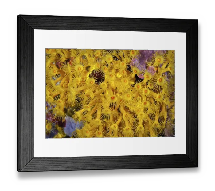 Framed Print : Polyps of yellow crustose anemones (Parazoanthus axinellae)