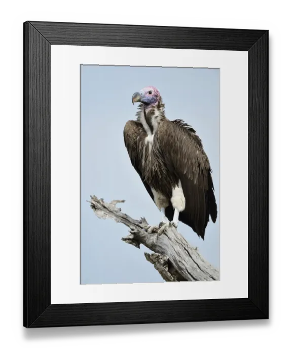 Framed Print : Lappet-faced Vulture (Aegypius tracheliotus) Framed Print : Lappet-faced Vulture (Aegypius tracheliotus)