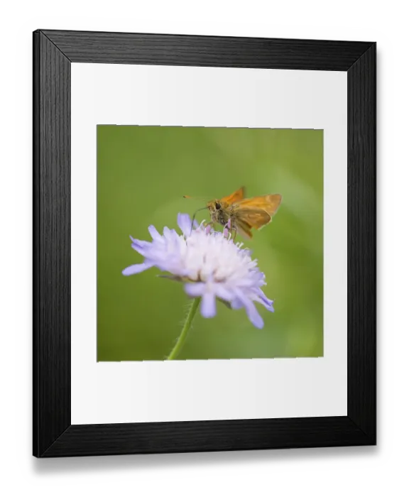 Framed Print : Large Skipper Butterfly (Ochlodes sylvanus) Framed Print : Large Skipper Butterfly (Ochlodes sylvanus)