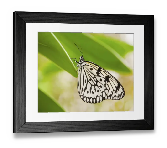Framed Print : Paper Kite or Large Tree Nymph (Idea leuconoe) Framed Print : Paper Kite or Large Tree Nymph (Idea leuconoe)