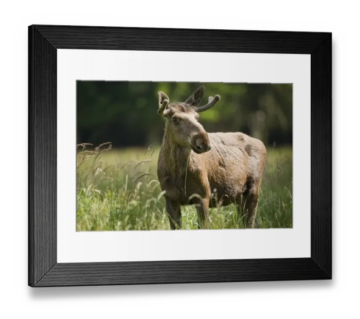 Framed Print : Eurasian Elk or Moose (Alces alces)