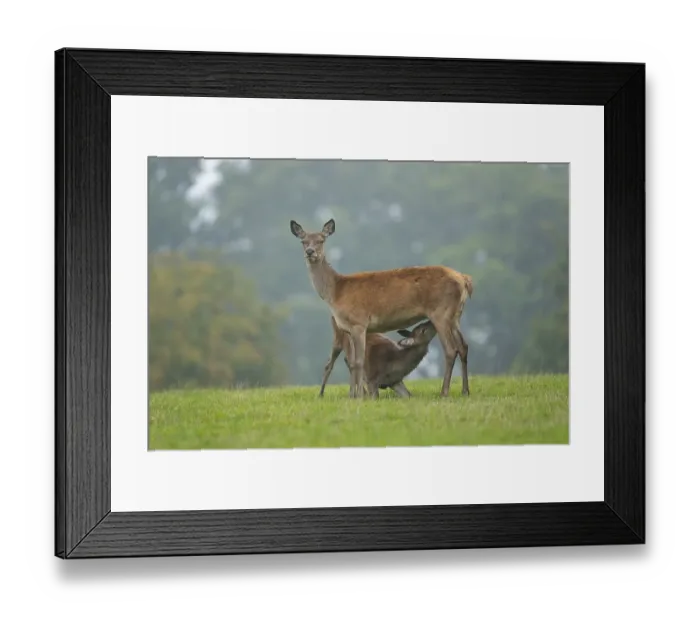 Framed Print : Red Deer (Cervus elaphus), doe or hind suckling an older calf Framed Print : Red Deer (Cervus elaphus), doe or hind suckling an older calf
