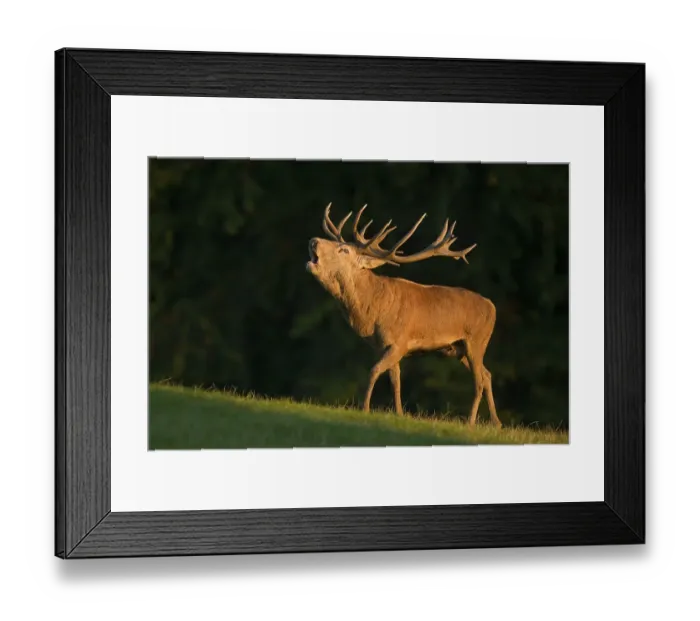 Framed Print : Red Deer (Cervus elaphus), roaring during the rut in the evening light Framed Print : Red Deer (Cervus elaphus), roaring during the rut in the evening light