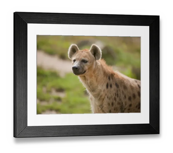 Framed Print : Spotted Hyena or Laughing Hyena (Crocuta crocuta) Framed Print : Spotted Hyena or Laughing Hyena (Crocuta crocuta)