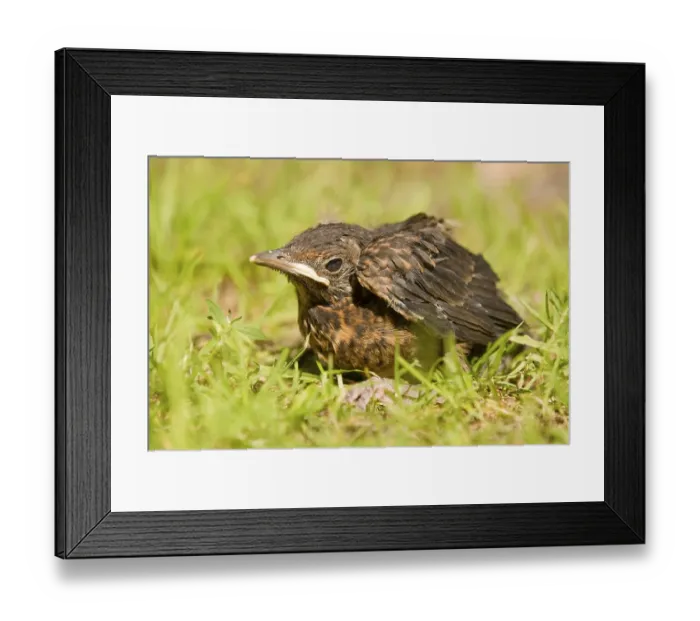 Framed Print : Blackbird (Turdus merula), young sitting in the grass