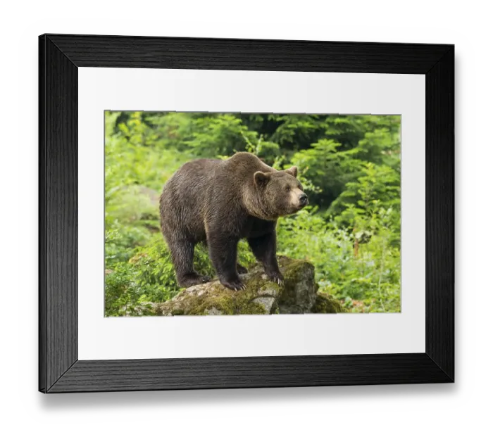 Framed Print : European Brown bear (Ursus arctos)