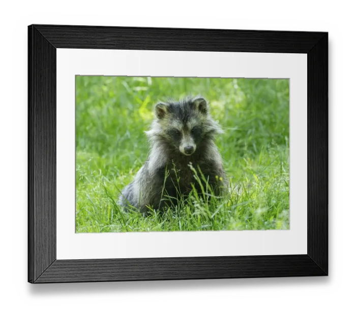 Framed Print : Raccoon dog (Nyctereutes procyonoides) sitting in a meadow