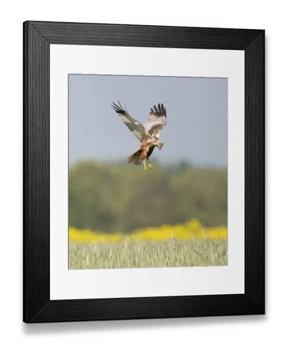 Framed Print : Western marsh-harrier (Circus aeruginosus) Framed Print : Western marsh-harrier (Circus aeruginosus)