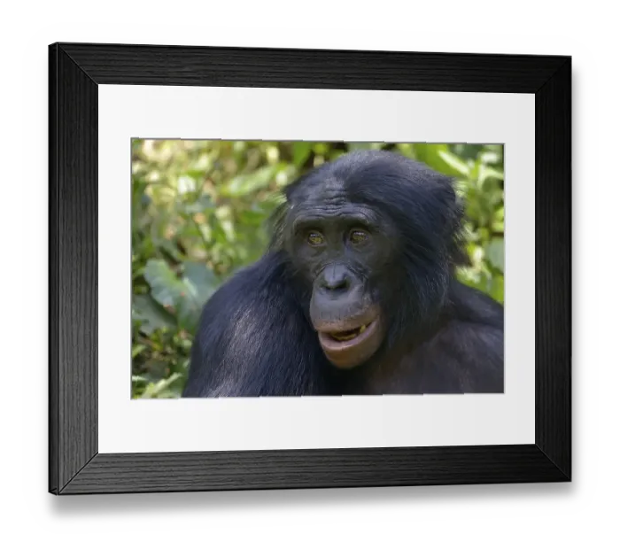 Framed Print : Bonobo (Pan paniscus), portrait