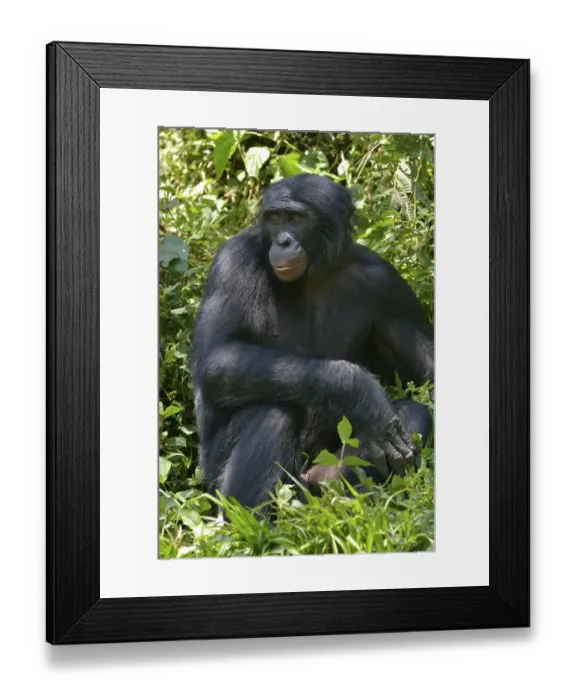 Framed Print : Bonobo (Pan paniscus), Lola ya Bonobo Sanctuary