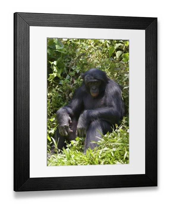 Framed Print : Bonobo (Pan paniscus), Lola ya Bonobo Sanctuary