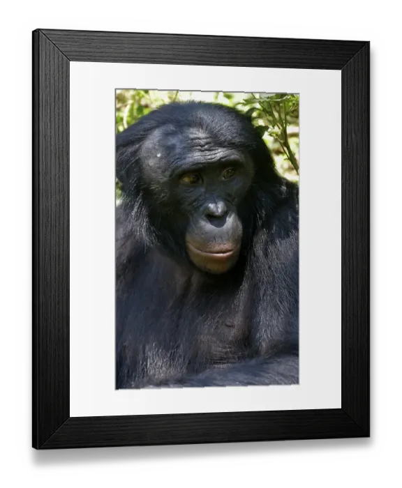 Framed Print : Bonobo (Pan paniscus), portrait