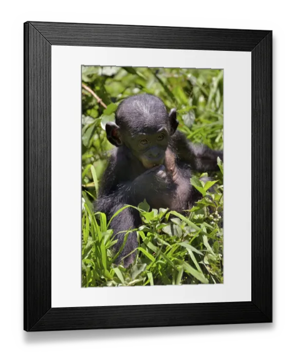 Framed Print : Bonobo (Pan paniscus), young animal Framed Print : Bonobo (Pan paniscus), young animal