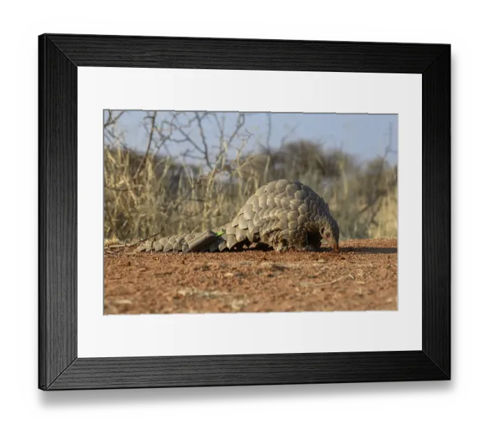 Framed Print : Ground pangolin (Smutsia temminckii)