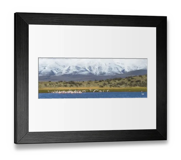 Framed Print : Chilean Flamingos (Phoenicopterus chilensis)