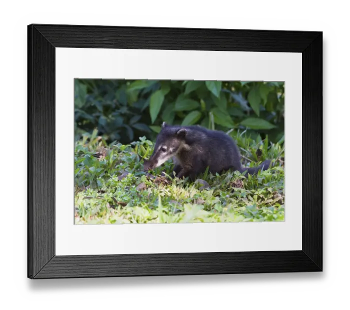 Framed Print : South American Coati (Nasua), Iguazu National Park