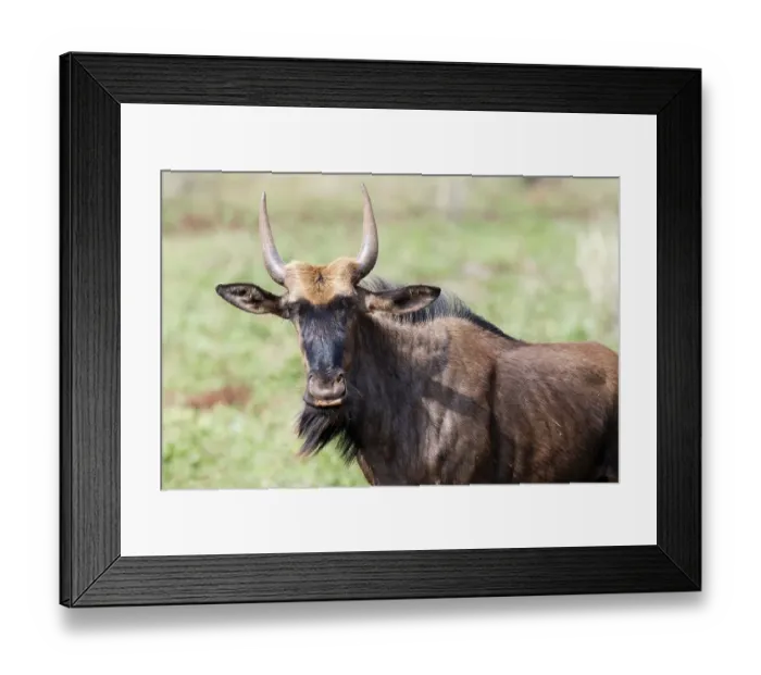 Framed Print : Blue wildebeest (Connochaetes taurinus taurinus)