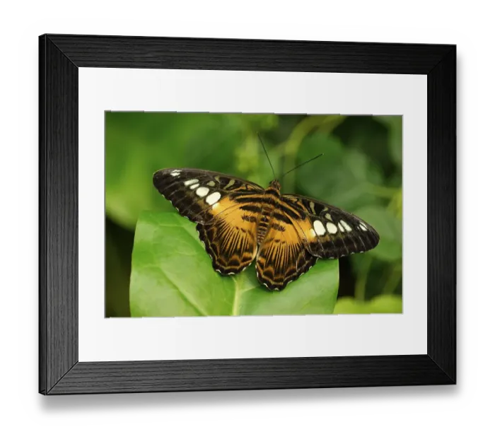 Framed Print : Clipper, butterfly (Parthenos sylvia)
