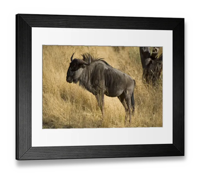 Framed Print : Blue Wildebeest (Connochaetes taurinus) Framed Print : Blue Wildebeest (Connochaetes taurinus)