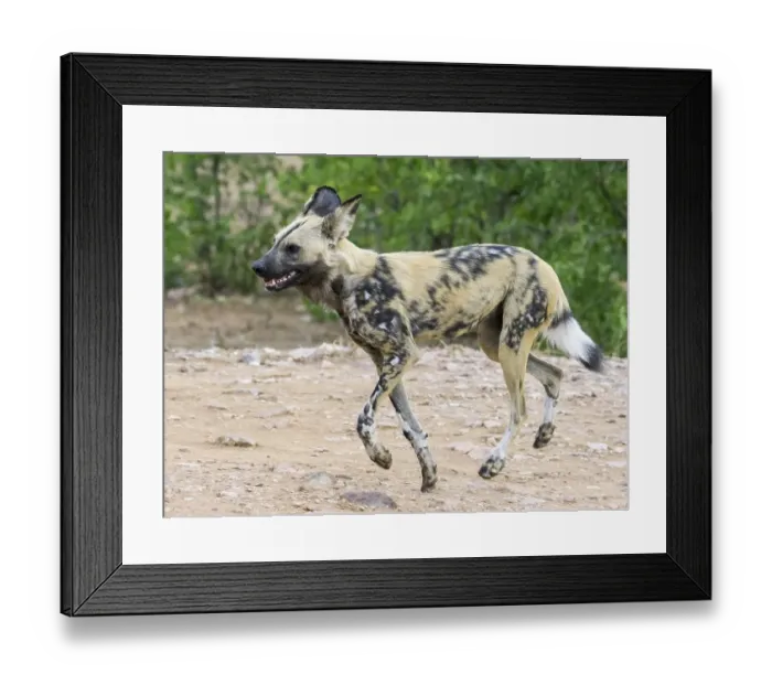 Framed Print : African Wild Dog (Lycaon pictus)