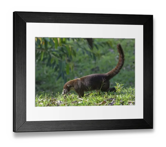 Framed Print : White nosed coati (Nasua narica)