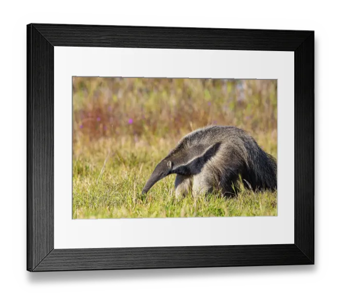 Framed Print : Giant anteater (Myrmecophaga tridactyla) Pantanal Brazil