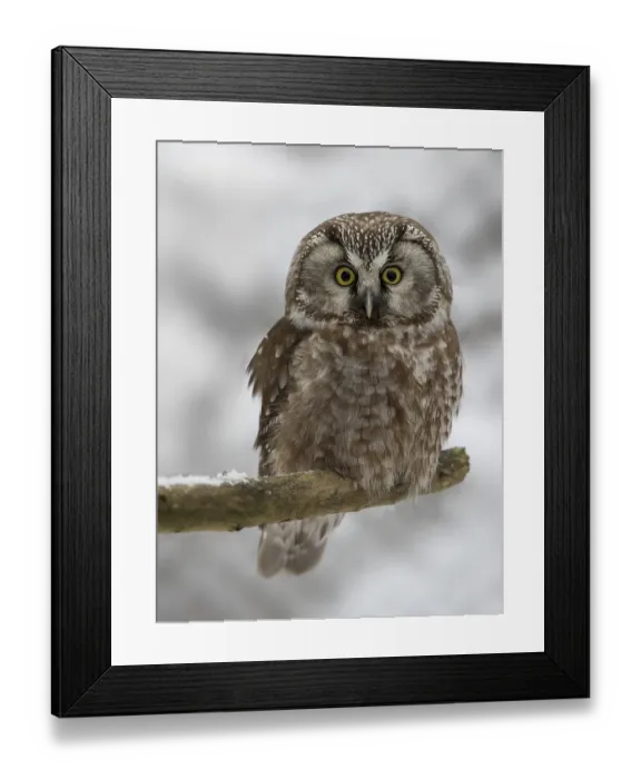 Framed Print : Boreal Owl (Aegolius funereus)