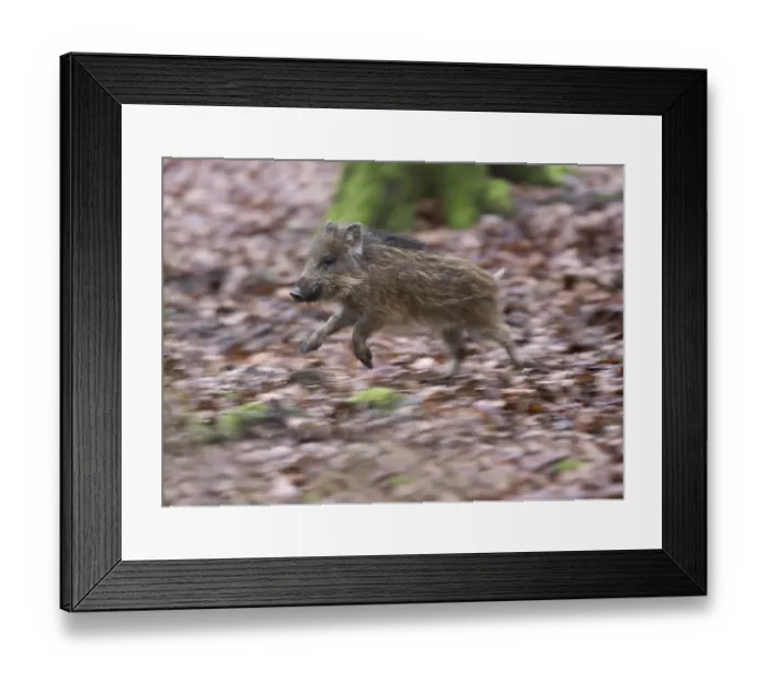 Framed Print : Wild boar (Sus scrofa), running young