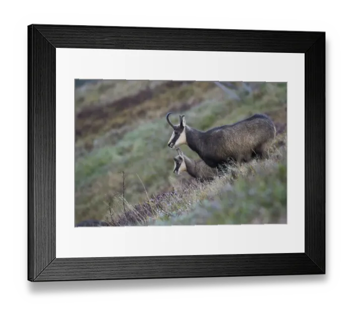 Framed Print : Chamois (Rupicapra rupicapra), Hohneck