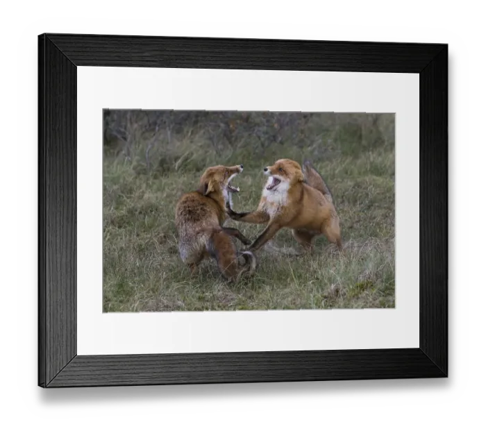 Framed Print : Red foxes (Vulpes vulpes), two fighting males