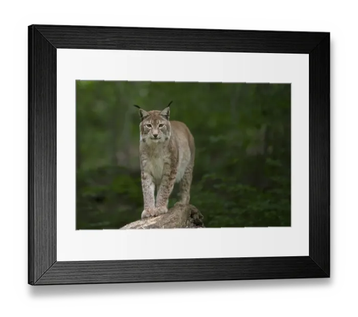Framed Print : Eurasian lynx (Lynx lynx), Saarland