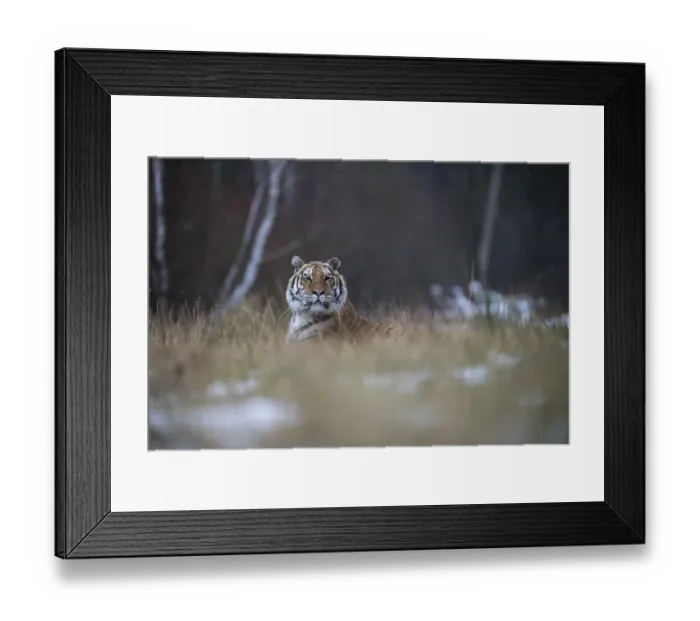 Framed Print : Siberian tiger (Panthera tigris altaica) lies attentively in the grass
