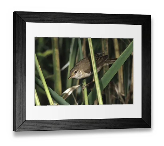 Framed Print : Reed warbler (Acrocephalus scirpaceus)