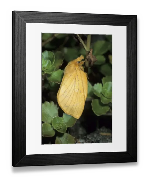 Framed Print : Drinker Moth (Euthrix potatoria) Framed Print : Drinker Moth (Euthrix potatoria)