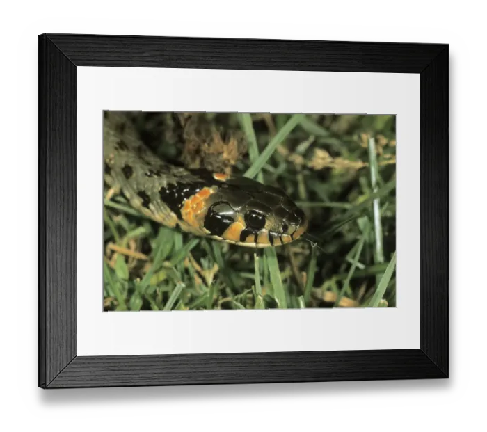 Framed Print : Grass Snake, (Natrix natrix) eastern variety with orange head spots