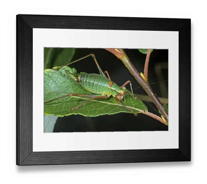 Framed Print : Saw-tailed Bush-cricket (Barbitistes serricauda)