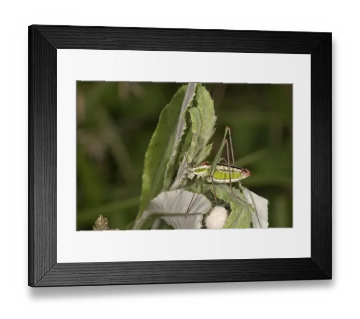 Framed Print : Katydid or Bush-cricket (Poecilimon jonicus)