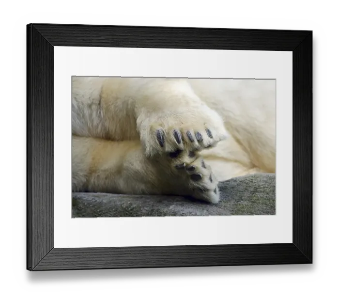 Framed Print : Polar bear (Ursus maritimus), paws with claws