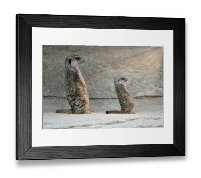 Framed Print : Meerkat (Suricata suricatta), adult and young 10 weeks