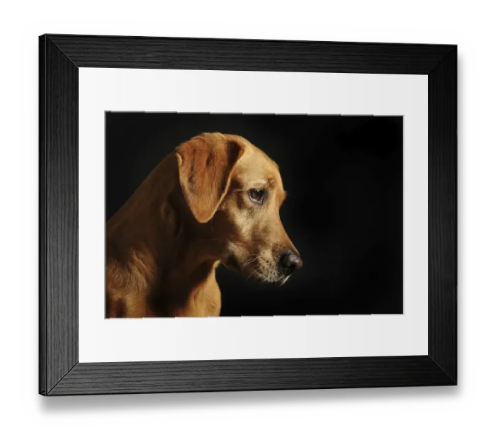 Framed Print : Labrador Retriever, yellow, female Framed Print : Labrador Retriever, yellow, female