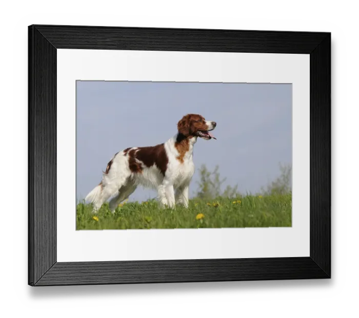 Framed Print : Irish Red and White Setter, male standing in meadow